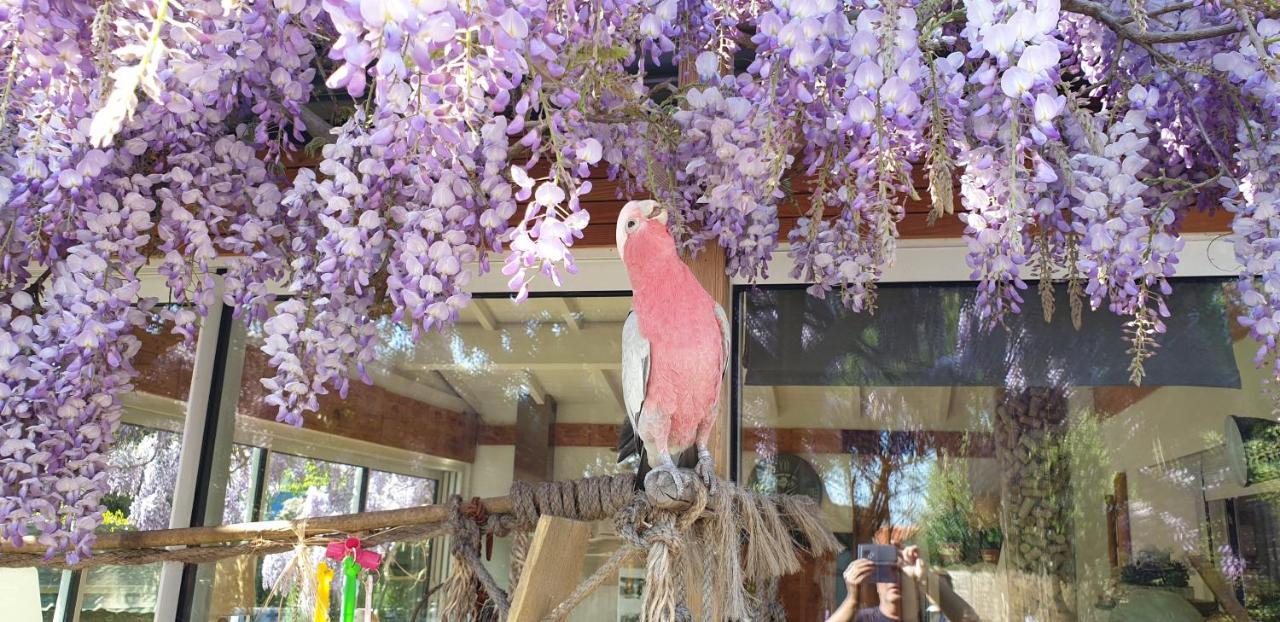 克洛斯罗马兰住宿加早餐旅馆 滨海圣帕莱 外观 照片